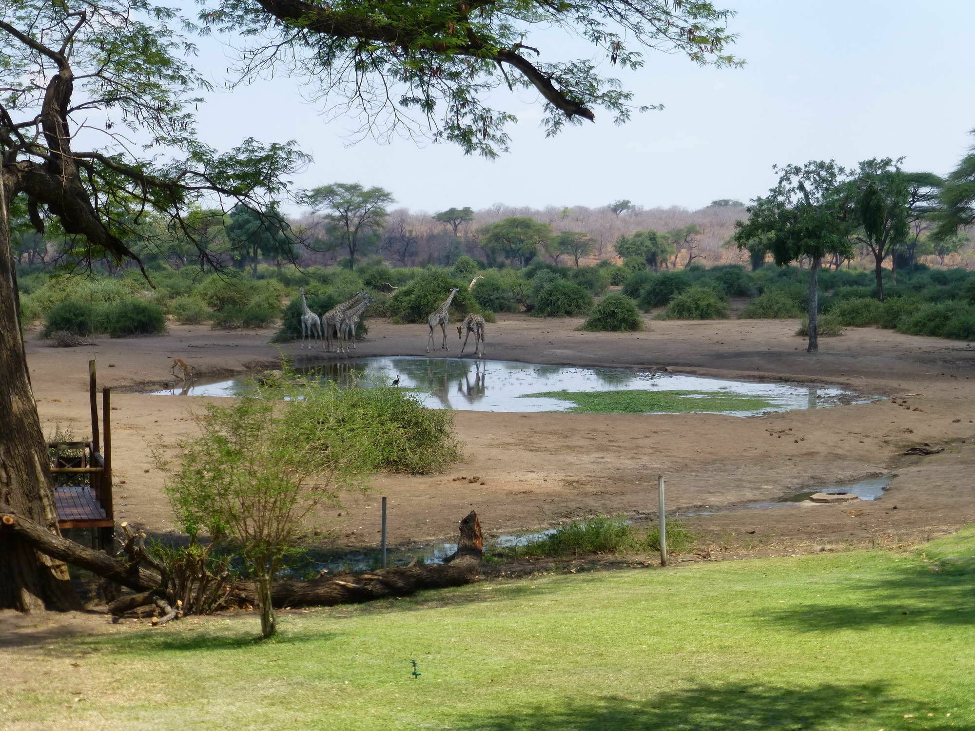 Elephant Valley Lodge Kasane Eksteriør billede